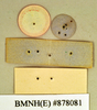 Gyna spurcata (Walker, 1868): Holotype, unsexed, labels, reverse. BMNH(E)#878081. (Otu).