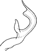 Aedeagus, lateral view on Recilia coronifer (Marshall, 1866): Aedeagus, lateral view. (Observation).