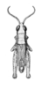 Ermia somalica Popov, 1957: Fig. 33. male, dorsal view. (Otu).