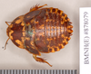 Gyna maculipennis (Schaum, 1853): Lectotype, juvenile, dorsal. BMNH(E)#878079. (Otu).