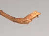 CollectionObject 1557825; 87f9a19e-e234-4e6b-b475-4fa501d1a9d7: copyright Natural History Museum, London. male: end of abdomen, lateral view of Chondrostethus woodfordi (syntype). (CollectionObject).;CollectionObject 1557826; 50d4ed4c-0940-4f37-b3fe-450e20f5d380: copyright Natural History Museum, London. male: end of abdomen, lateral view of Chondrostethus woodfordi (syntype). (CollectionObject).