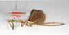 CollectionObject 1558924; 27f761d0-f98a-4c1e-9181-011cbf63bbdf: copyright ZMB, Berlin. male, part ventral view (holotype). (CollectionObject).