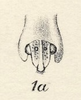 Head on Cladonota (Lecythifera) championi (Fowler, 1894): (Observation).
