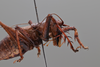 CollectionObject 2072894; e27b9cda-e7a8-45c9-aafd-1f15cc9b3ddd: Female, lateral habitus. (CollectionObject).