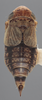 Habitus, dorsal view on Athysanella (Amphipyga) macleani Blocker & Wesley, 1985: Dorsal. (Observation).
