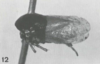 Habitus, lateral view: !! display not done !! on Micrutalis binaria (Fairmaire, 1847): (Observation).