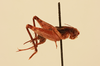 CollectionObject 2066765; NHMUK015982397, b42f9fbd-5ef0-4417-81ac-c06f76d79d8e: female, lateral view (paratype). (CollectionObject).
