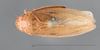 Habitus, dorsal view: !! display not done !! on Prairiana fraterna (Spångberg, 1878): (Observation).