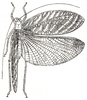 Resecabimus aratus (Brunner von Wattenwyl, 1878): female, dorsal view (Arota rosaura). (Otu).