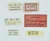 CollectionObject 1532150; 22a25968-098a-43b3-9cbf-457290f12e90: labels (syntype). (CollectionObject).