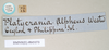 CollectionObject 1559739; 5af4de94-1acf-4d4e-8592-187154a1ab36: copyright Natural History Museum, London. female, data labels [square label reversed] of Platycrania alpheus (paralectotype). (CollectionObject).;CollectionObject 1559740; 15a8e9e2-4bb7-4d24-a7ee-06bf976abf6a: copyright Natural History Museum, London. female, data labels [square label reversed] of Platycrania alpheus (paralectotype). (CollectionObject).
