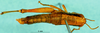 CollectionObject 1576349; c2c73727-91cf-4742-9796-27cab75ffeb1: female, dorsal view (paratype). (CollectionObject).