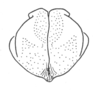 Ceuthophilus (Ceuthophilus) latibuli Scudder, 1894: Fig. 745. male subgenital plate. (Otu).