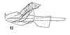 Aedeagus, lateral view on Cixius (Pseudocixius) bandarus (Caldwell, 1950): (Observation).