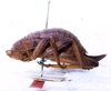 CollectionObject 1567595; be303554-7a1b-494d-b2a8-633225b5e301: female, lateral view (syntype). (CollectionObject).