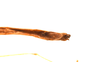 CollectionObject 1560038; f39289b9-11b2-460c-8e56-308ee44bff1d: copyright ZRC Singapore. end of abdomen, ventral view (holotype). (CollectionObject).
