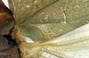 CollectionObject 1500441; cd479579-53af-46a4-b2bb-41f2d7035c70: rigth mirror area (syntype of Mataeus longipennis). (CollectionObject).