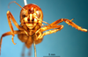 CollectionObject 1530688; 421f35a5-8f55-45f6-b0fc-4931477e9724: female, frontal view (syntype). (CollectionObject).