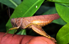 Eucoptacra anguliflava (Karsch, 1893): Female, lateral view of live specimen, from Ongot in the South Cameroon Plateau. 04/2016. (Otu).