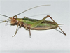 Oecanthus californicus pictipennis Hebard, 1935: male, lateral view. (Otu).