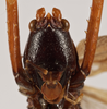 Amacroxiphus nigrifrons (Dohrn, 1905): male face (syntype). (Otu).