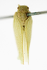 Habitus, dorsal view on Anormenis tortricina (Germar, 1821): (Observation).