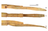 CollectionObject 1966126; 91fac780-3730-447c-95dc-7c0456896bdc: copyright Hennemann & Conle. female: end of abdomen (paratype). (CollectionObject).