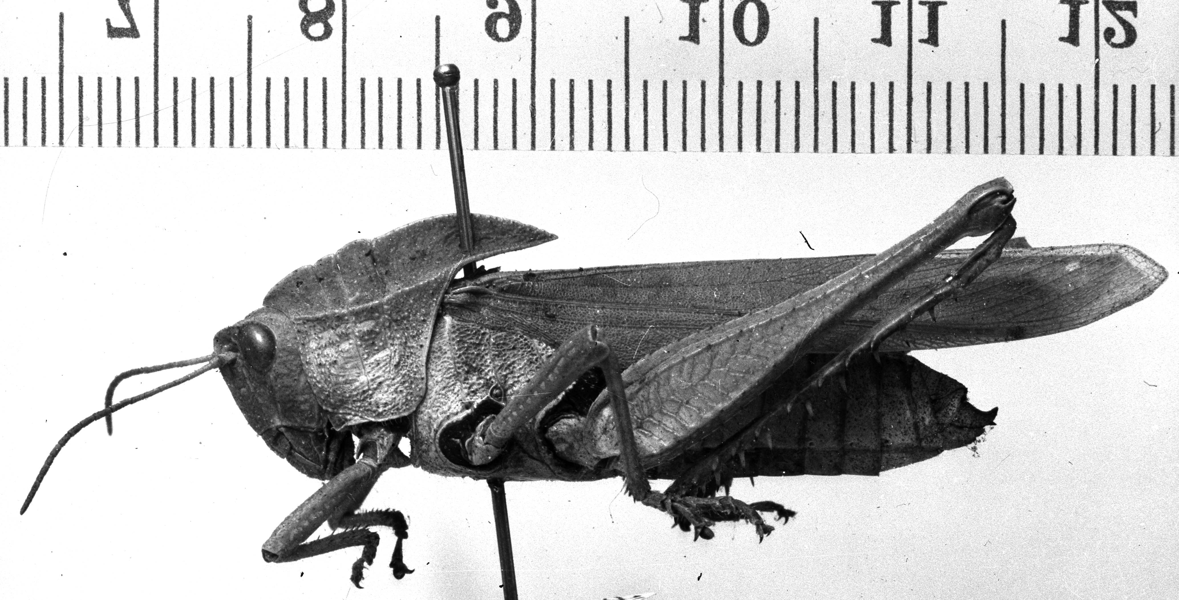 Image Carbonell, C.S female, lateral view (syntype of Tropidonotus scabripes). Depicts CollectionObject 1530633; 30d88560-628d-482f-83c7-3de6f4612474, a CollectionObject.