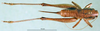 CollectionObject 1500534; beb283a7-5dc7-4bd1-9796-21eed334d8ce: female, dorsal view (holotype). (CollectionObject).