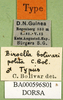 CollectionObject 1500976; 81a29ce5-3056-40e9-a787-f03ac88db435, DORSA BA000596S01: labels (holotype). (CollectionObject).