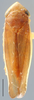 Habitus, dorsal view: !! display not done !! on Limbanus limbatus (Van Duzee, 1890): Limbanus limbatus, dorsal habitus. (Observation).