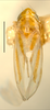 Habitus, dorsal view on Erythridula spearca (Johnson & Auten, 1936): Habitus (holotype of E. noevoides Ross & DeLong, INHS collection). (Observation).