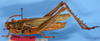 CollectionObject 1521116; 347a4293-a176-4120-942f-c57131012f61: male, lateral view (holotype). (CollectionObject).