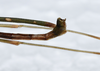 CollectionObject 1576087; ff92de04-db6f-4c6c-a76e-f0d81b4fd0d4: copyright SPM, Kinabalu. male: end of abdomen, lateral view (holotype). (CollectionObject).