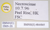 CollectionObject 1562020; NHMUK(SF IMPORT DUPLICATE) 844845, 7944ec20-6e25-46f9-929e-c6cc4e6c4ff8: copyright Natural History Museum, London. female, data labels of synonym Sipyloidea peelensis (paratype). (CollectionObject).