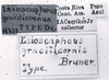 labels (lectotype). Depicts CollectionObject 1524897; d5b752e8-c398-46cc-be8a-dcc4b98cd5d4, a CollectionObject.