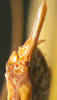 CollectionObject 1564887; c977f5de-ad7a-499b-9a7c-83c78d4efb4d: female abdominal apex, ventral view (paratype). (CollectionObject).
