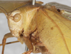 CollectionObject 1532241; NMW 379, 59ea761b-7033-4091-b336-b3fe8218589b: male head and pronotum, fronto-lateral view (syntype). (CollectionObject).