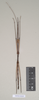 CollectionObject 1561631; NHMUK(SF IMPORT DUPLICATE) 845007, 6d908bde-6437-4ee8-8183-895f127ccbe0: copyright Natural History Museum, London. male (holotype). (CollectionObject).