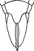 Ovipositor on Eupterella acuminata DeLong & Ruppel, 1950: Ovipositor. (Observation).