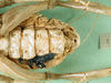 CollectionObject 1500724; 7da4fbbd-b8ea-4998-8bfd-965977538d90: female abdomen tip, ventral view (holotype). (CollectionObject).