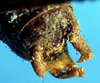 CollectionObject 1499288; 48f1af7f-ebfc-4caf-a0ef-29edcfde51f2: male cerci (holotype). (CollectionObject).