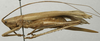 CollectionObject 1535139; fb7a47bf-4541-4976-86cd-f901409cb3f9: female, lateral view (holotype). (CollectionObject).