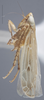 Habitus, lateral view on Alishania formosana (Matsumura, 1914): Lateral. (Observation).