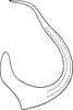 Aedeagus, lateral view on Diplocolenus (Diplocolenus) ikumae (Matsumura, 1911): Aedeagus, lateral view. (Observation).