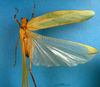 CollectionObject 1501747; a2070883-34f7-4724-98c7-795176d5367e: female, dorsal view. (CollectionObject).
