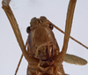 CollectionObject 1534552; ab409a91-6a6e-4d06-bb61-772477dd6f7f: female face (holotype). (CollectionObject).