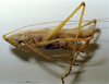CollectionObject 1531398; NMW No. 25.360, 0b35a95e-24ef-4af4-ac4f-b168f1c94b2b: female, lateral view (holotype). (CollectionObject).