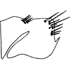 Pygofer, lateral view on Colladonus geminatus (Van Duzee, 1890): (Observation).