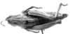 CollectionObject 1499419; 5a51b399-bfa8-4d3e-adc1-fa2a2ab506f3: Image Carbonell, C.S. female, dorsal view (lectotype). (CollectionObject).